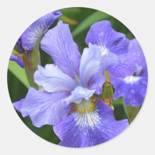 Paarse iris ronde sticker