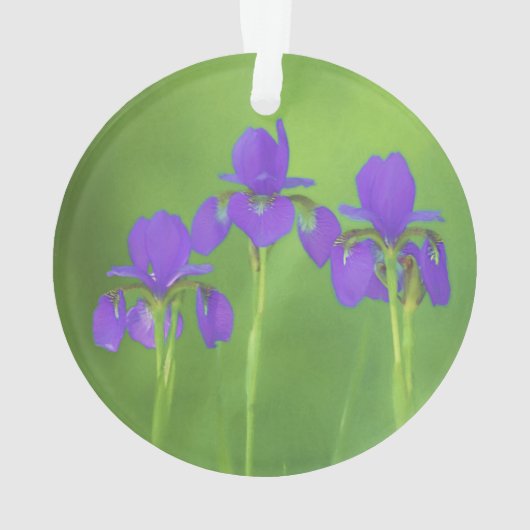 Paarse Iris Schilderij - Originele Bloem Kunst Ornament (achterkant)