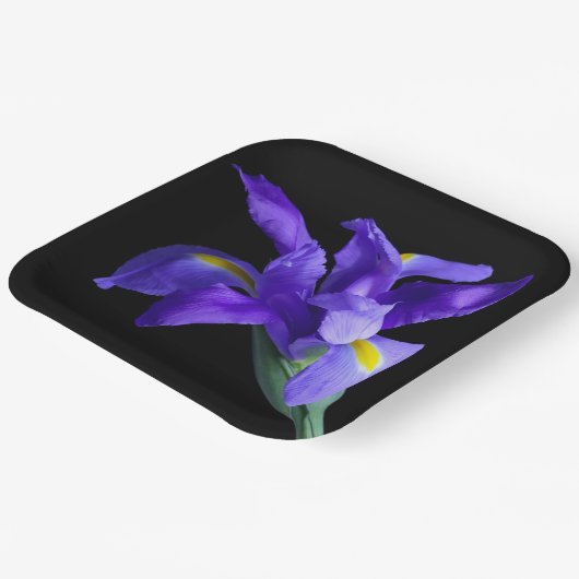 Paarse Iris Square Bord (Gebogen)