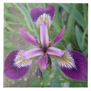Paarse iris Tile Tegeltje