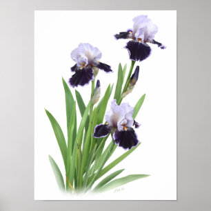Paarse Iris Trio Originele Kunst Druk Poster