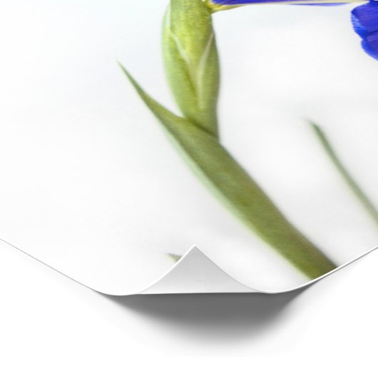 Paarse Iris-ventilator Foto Afdruk (Hoek)