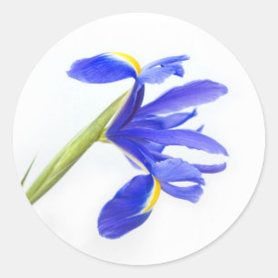 Paarse Iris-ventilator Ronde Sticker