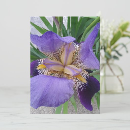 Paarse Iris ventilatorblanco Kaart (Staand voorkant)