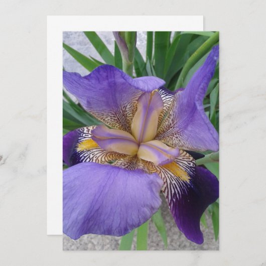 Paarse Iris ventilatorblanco Kaart (Voorkant / Achterkant)