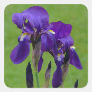Paarse Iris-ventilatorstickers Vierkante Sticker