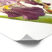 Paarse Iris-waterverf Poster (Hoek)