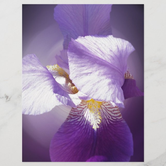 paarse irisbloem (Voorkant)