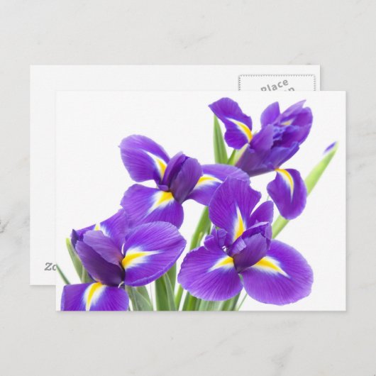paarse irisbloem briefkaart (Voorkant / Achterkant)