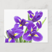 paarse irisbloem briefkaart (Voorkant)