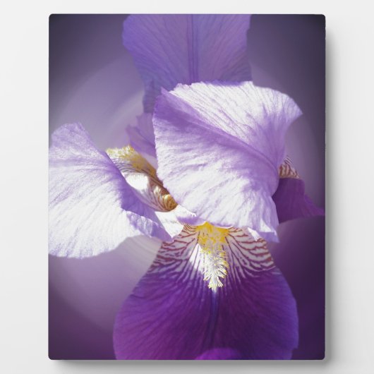 paarse irisbloem fotoplaat (Voorkant)
