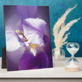 paarse irisbloem fotoplaat (Zijkant)