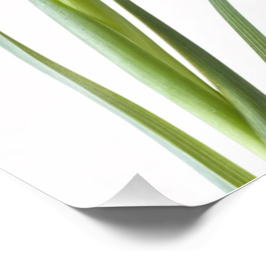 Paarse irisbloem op wit foto afdruk (Hoek)