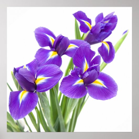 paarse irisbloem poster (Voorkant)