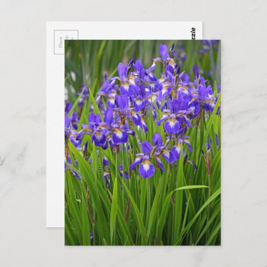 Paarse irisbloemtuin briefkaart (Voorkant / Achterkant)