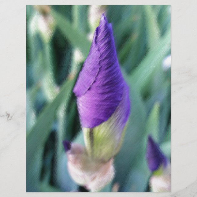 paarse irisbuis (Voorkant)