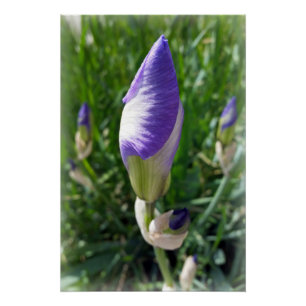 paarse irisbuis perfect poster