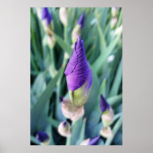 paarse irisbuis poster