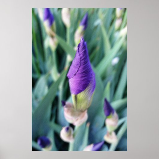 paarse irisbuis poster (Voorkant)