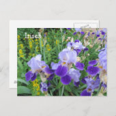 Paarse Irises Briefkaart (Voorkant / Achterkant)