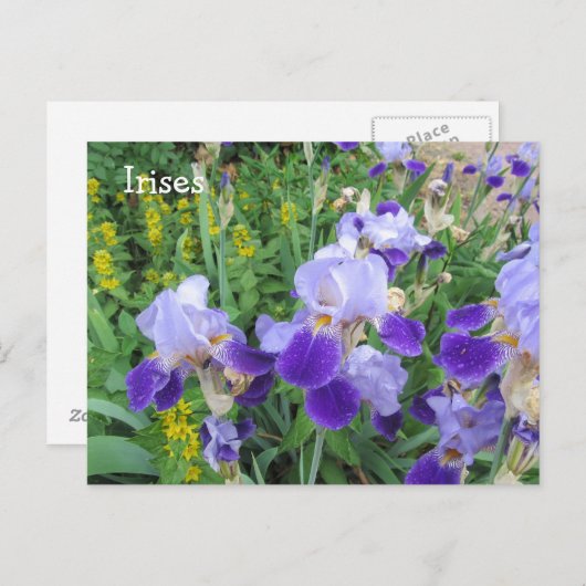 Paarse Irises Briefkaart (Voorkant / Achterkant)