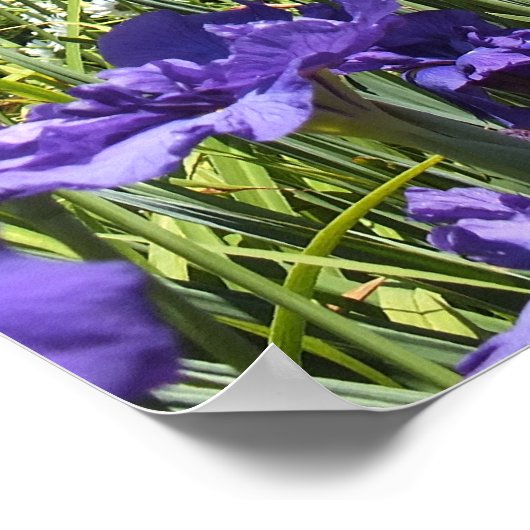 Paarse Irises en het Poster Blue Sky (Hoek)