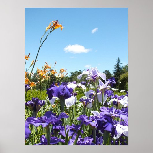Paarse Irises en het Poster Blue Sky (Voorkant)