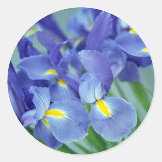Paarse Irises Flower Art Sticker Decals (Voorkant)