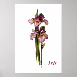 Paarse Irises Gepersonaliseerd Poster
