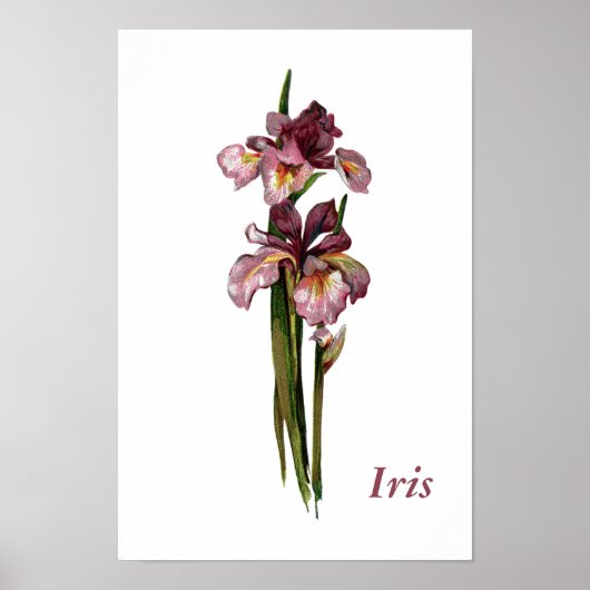 Paarse Irises Gepersonaliseerd Poster (Voorkant)