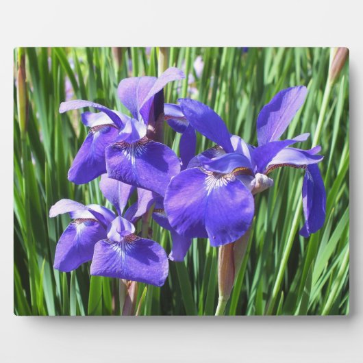 Paarse Irises Photo Plaque Fotoplaat (Voorkant)