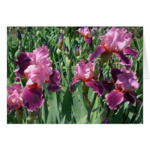 Paarse Irises Spring Floral