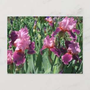 Paarse Irises Spring Floral Briefkaart