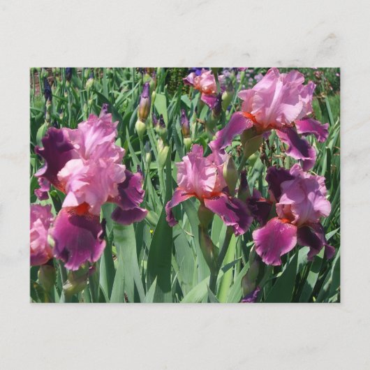 Paarse Irises Spring Floral Briefkaart (Voorkant)