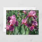 Paarse Irises Spring Floral Briefkaart (Voorkant / Achterkant)