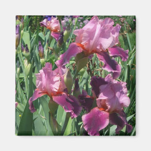 Paarse Irises Spring Floral Magneet