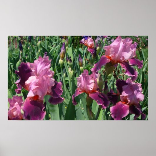 Paarse Irises Spring Floral Poster (Voorkant)