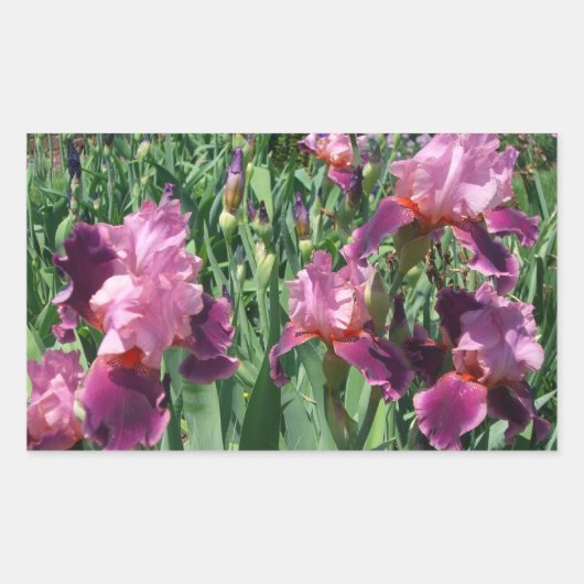 Paarse Irises Spring Floral Rechthoekige Sticker (Voorkant)