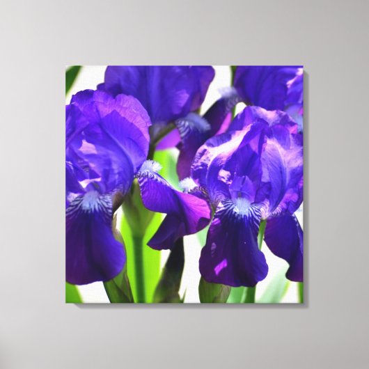 Paarse Irises Vloer Canvas Afdruk (Voorkant)