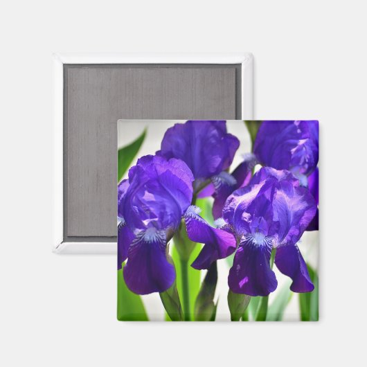 Paarse Irises Vloer Magneet (Voorkant / Achterkant)