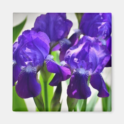 Paarse Irises Vloer Magneet (Voorkant)