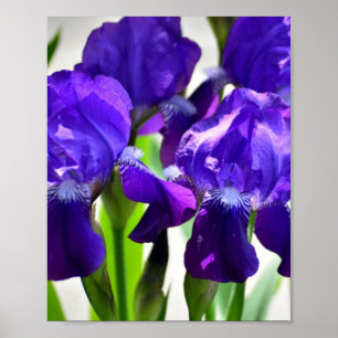 Paarse Irises Vloer Poster
