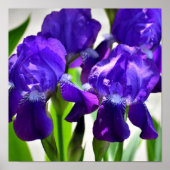 Paarse Irises Vloer Poster (Voorkant)
