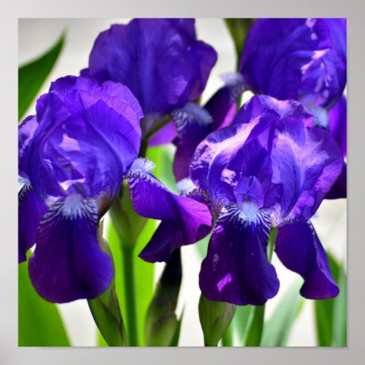 Paarse Irises Vloer Poster (Voorkant)