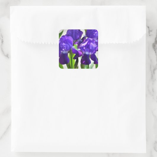 Paarse Irises Vloer Vierkante Sticker (Tas)