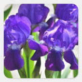 Paarse Irises Vloer Vierkante Sticker (Voorkant)