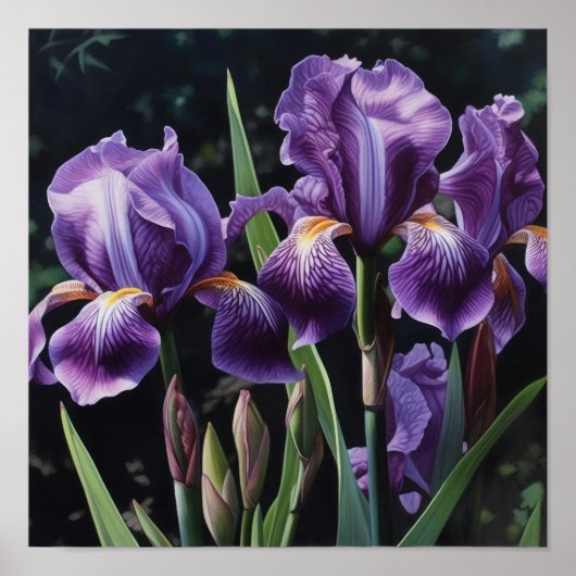Paarse irissen bloemenkunst print Poster (Voorkant)