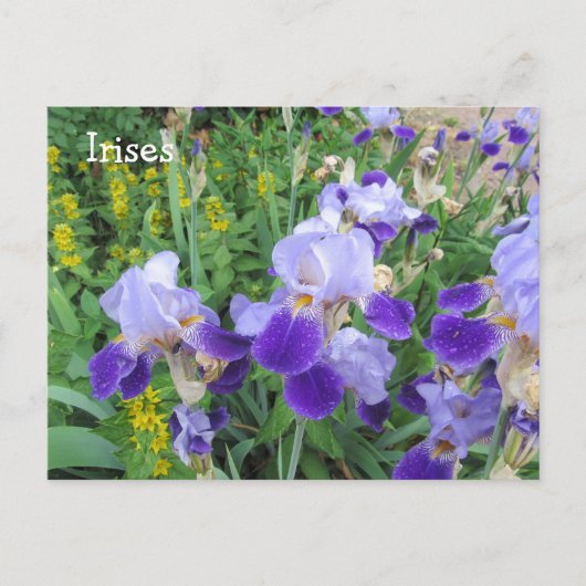 Paarse Irissen Briefkaart (Voorkant)