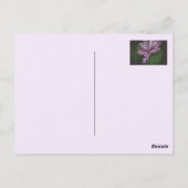 Paarse irissen briefkaart (Achterkant)