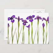 Paarse irissen geïsoleerd op een witte achtergrond briefkaart (Voorkant / Achterkant)